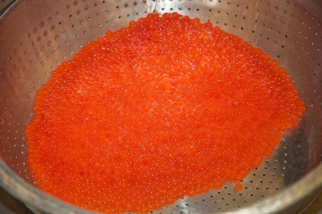 salmon eggs, salmon, fish eggs, hatchery, fish, bowl, orange, fish hatchery, orange fish, orange egg, orange eggs, nature, orange fishing