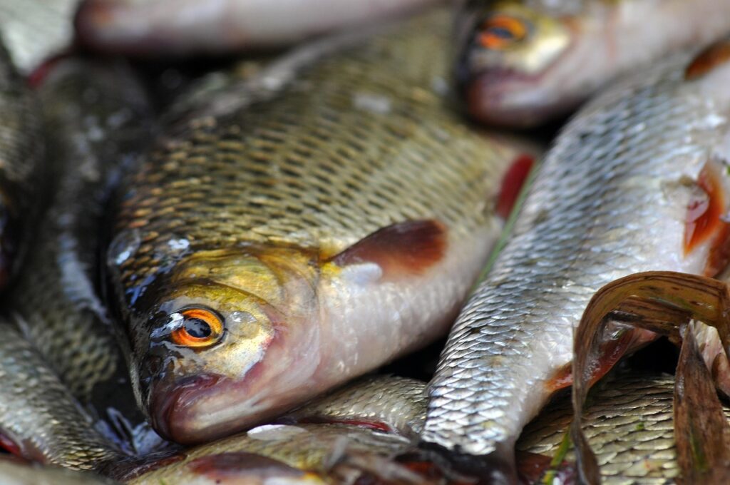 fish, food, nature, wet market, fresh fish