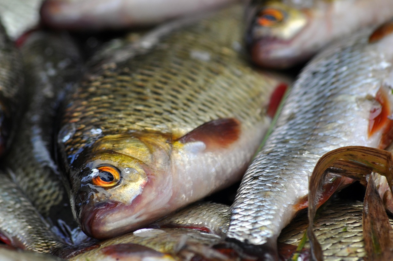 fish, food, nature, wet market, fresh fish