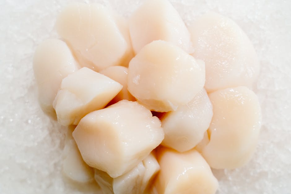 Close-up of fresh raw scallops on a bed of ice, perfect for culinary presentations.