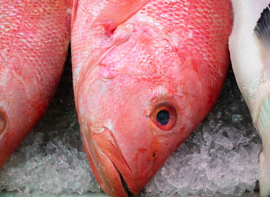 Vibrant red snapper fish resting on ice at a seafood market, showcasing fresh catch quality.