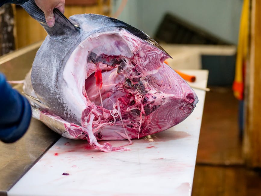 Close-up of a large tuna being cut and prepared on a butcher table, showcasing freshness and precision.