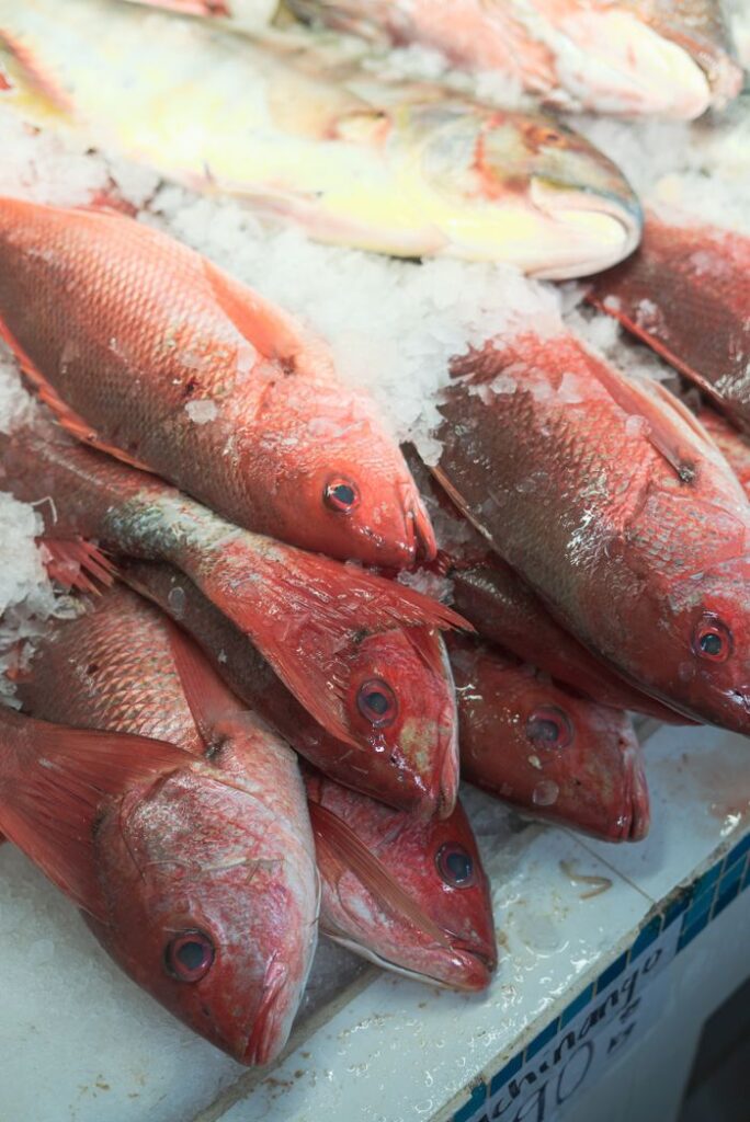 Close-up of fresh red snapper fish arranged on ice display at market.